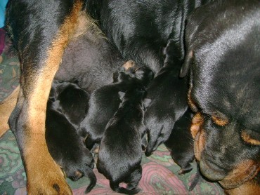 Pupies born 10/28